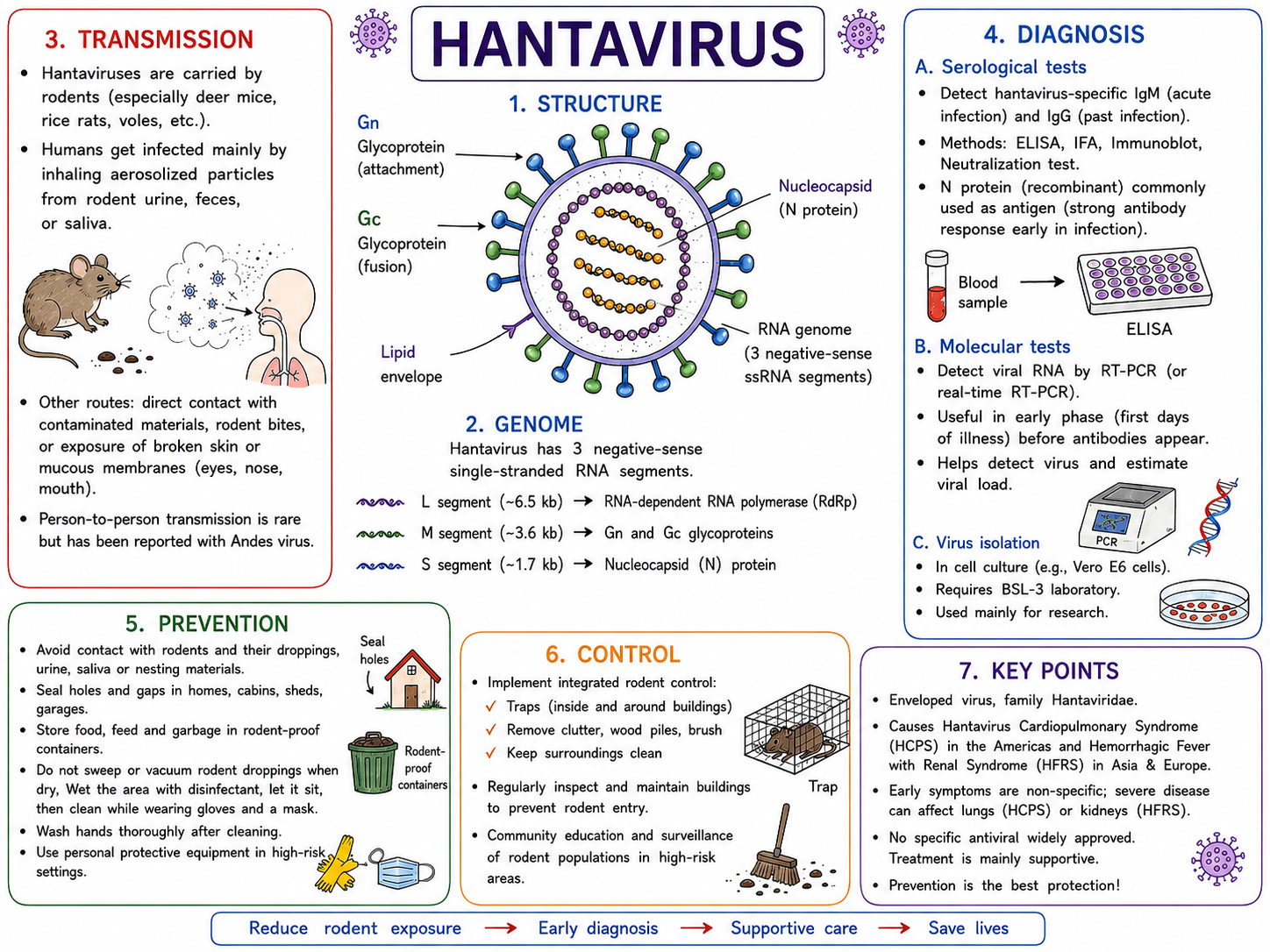 Hantavirus